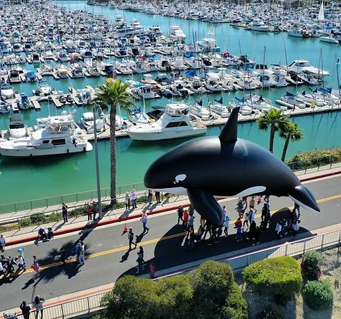 Family Friendly Festival of Whales Returns March 1-3 at Dana Point, CA, with March 2 Parade and Vintage Car Show